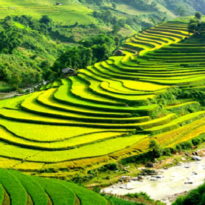 Terraced Fields